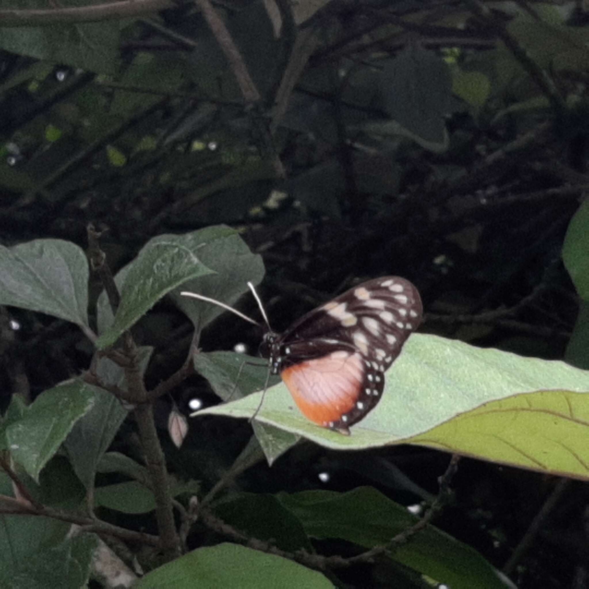 Image of Hyalyris excelsa decumana Godman & Salvin 1879