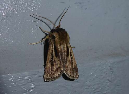 Image of Agrotis innominata Hudson 1898