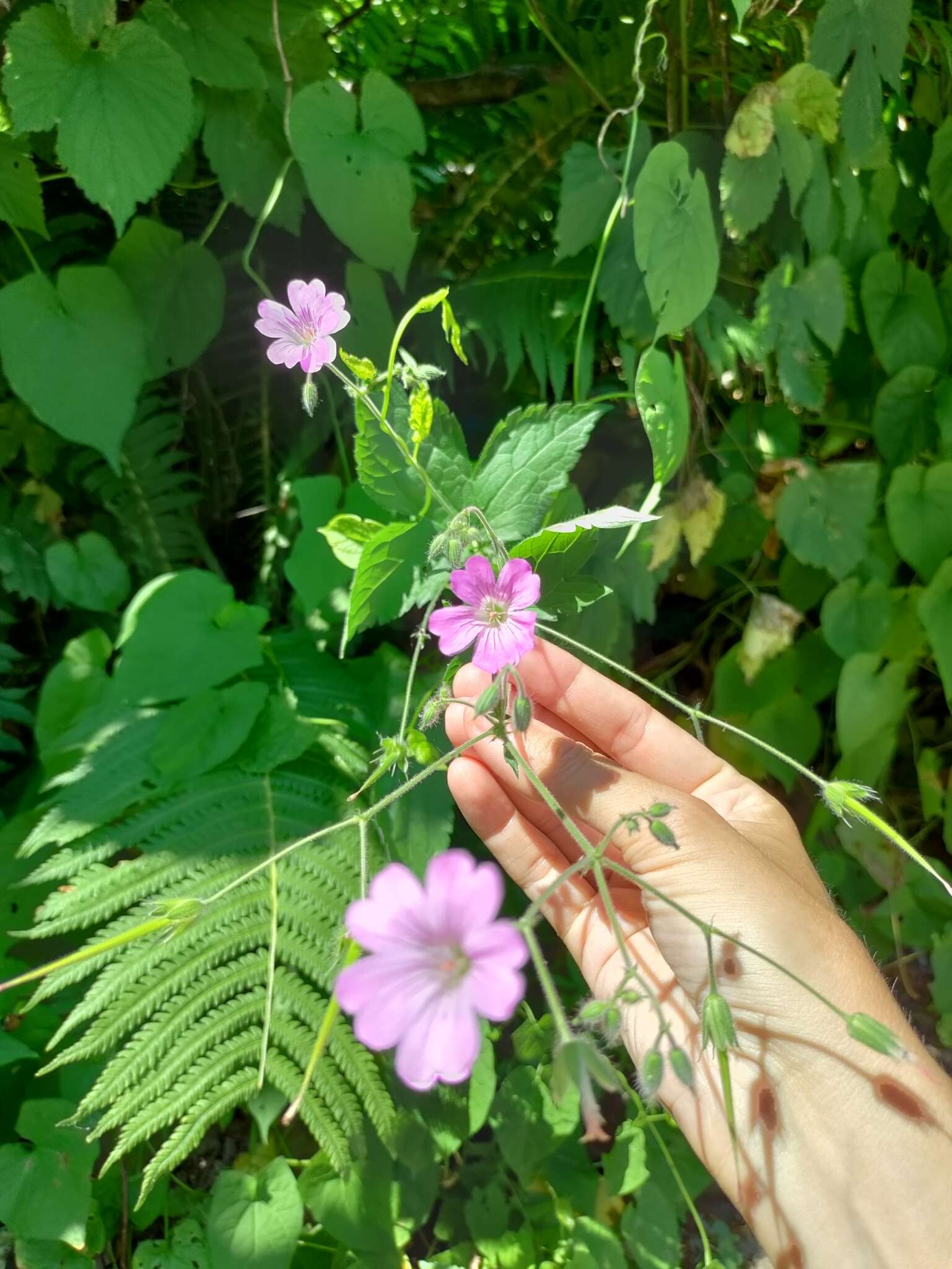 Image of Geranium gracile Ledeb. ex Nordm.