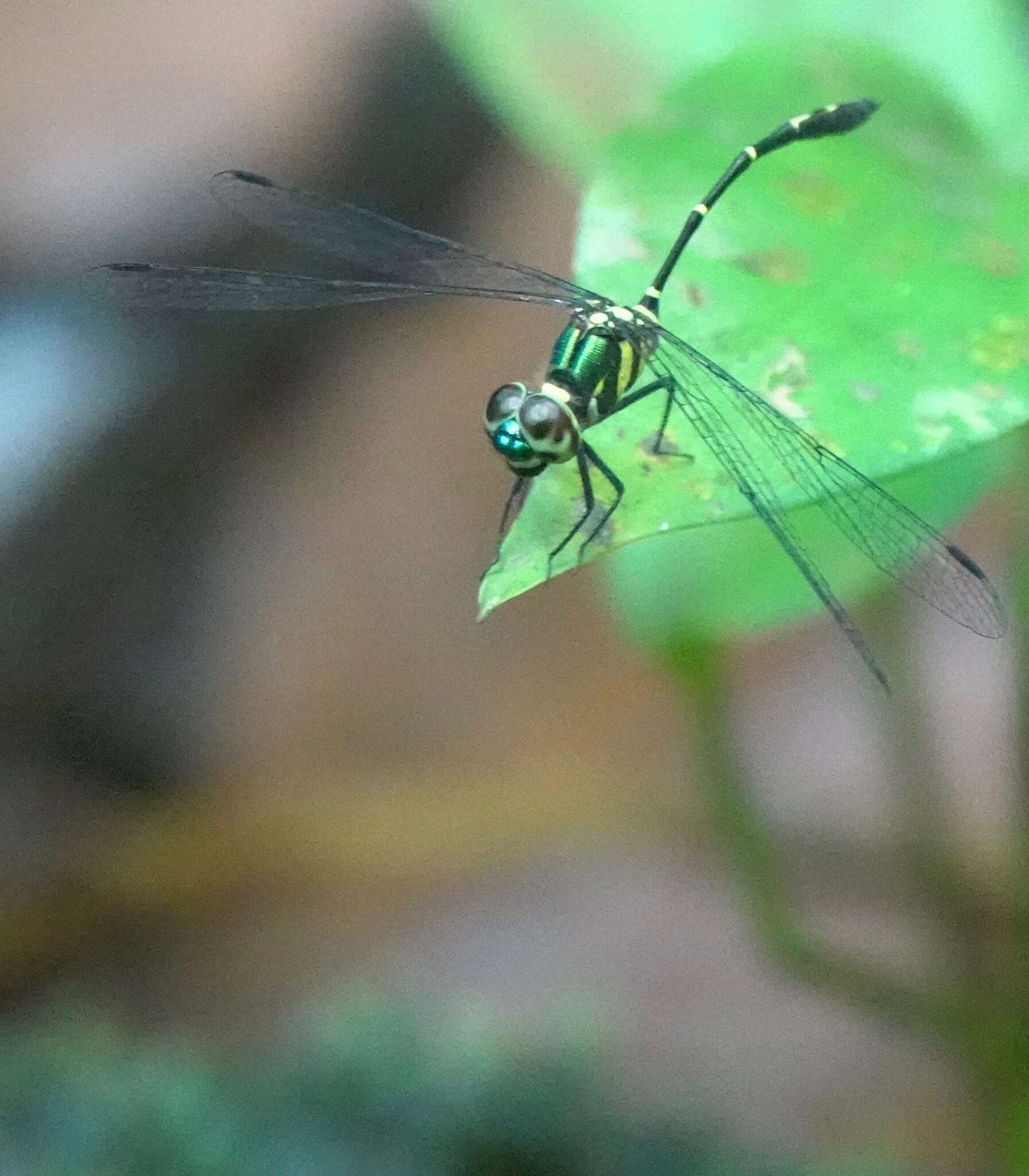 Risiophlebia dohrni (Krüger 1902) resmi