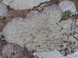 Image of Lecanora subpallens