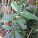 Image of Litsea glutinosa var. glutinosa