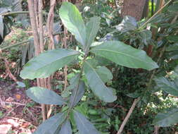 Image of Litsea glutinosa var. glutinosa