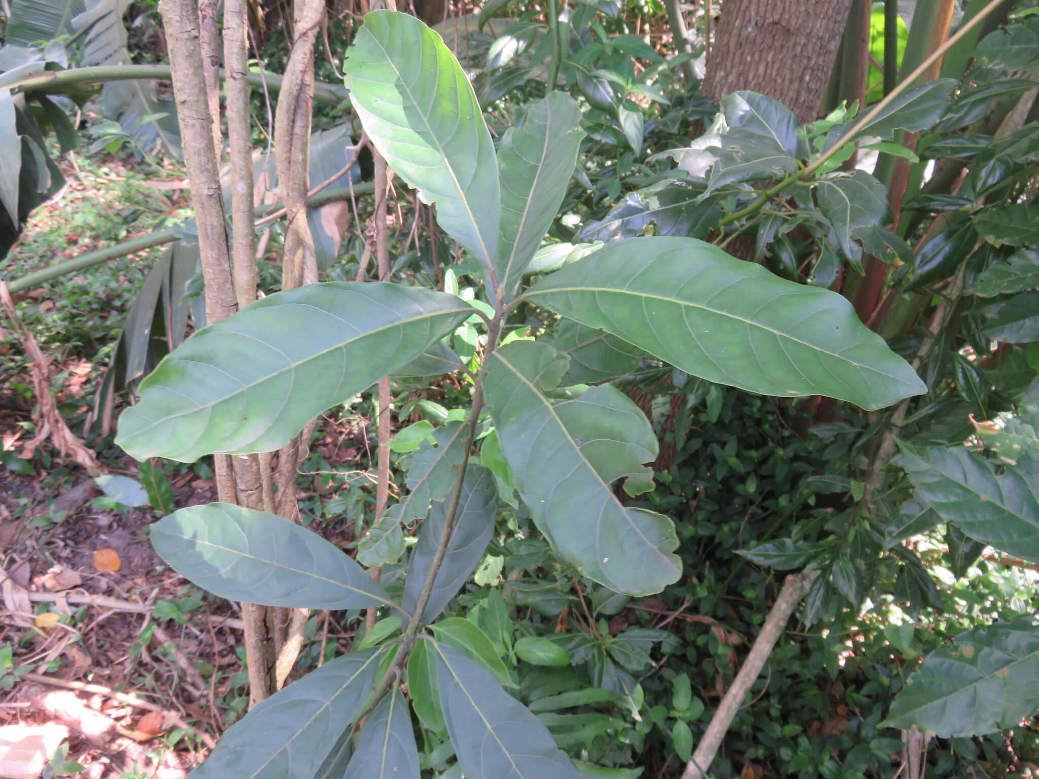 Image of Litsea glutinosa var. glutinosa