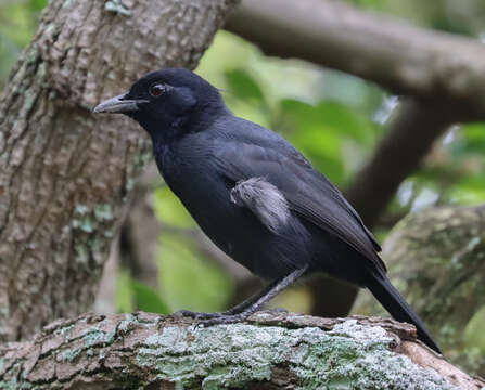 Image of Slate-colored Boubou