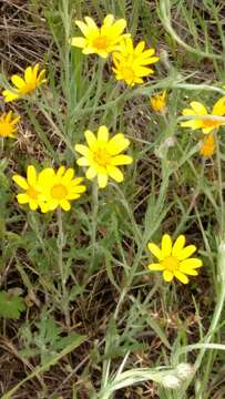 Image of common woolly sunflower