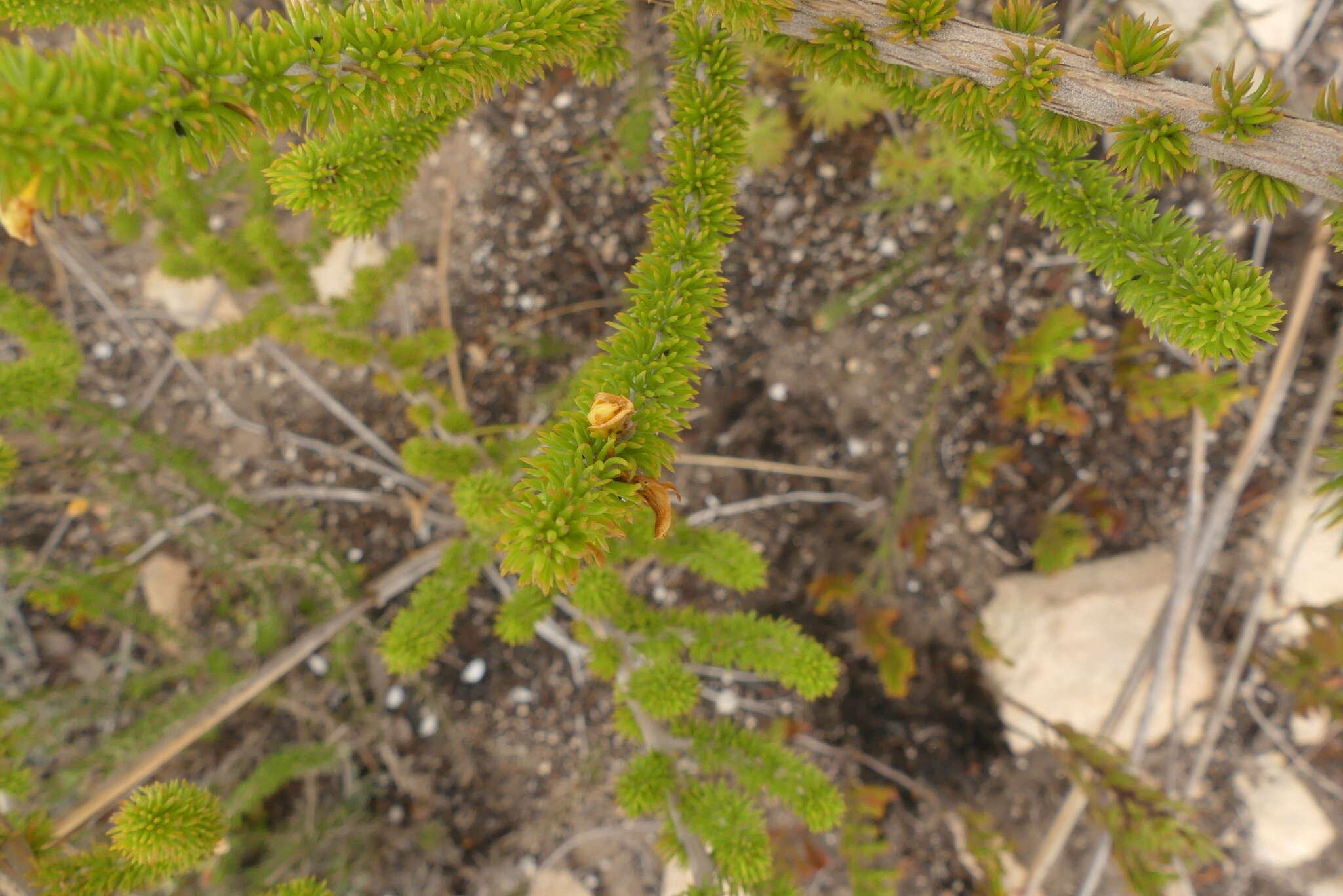 Image of Aspalathus calcarea R. Dahlgren