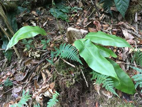 Image of Guadeloupe tonguefern