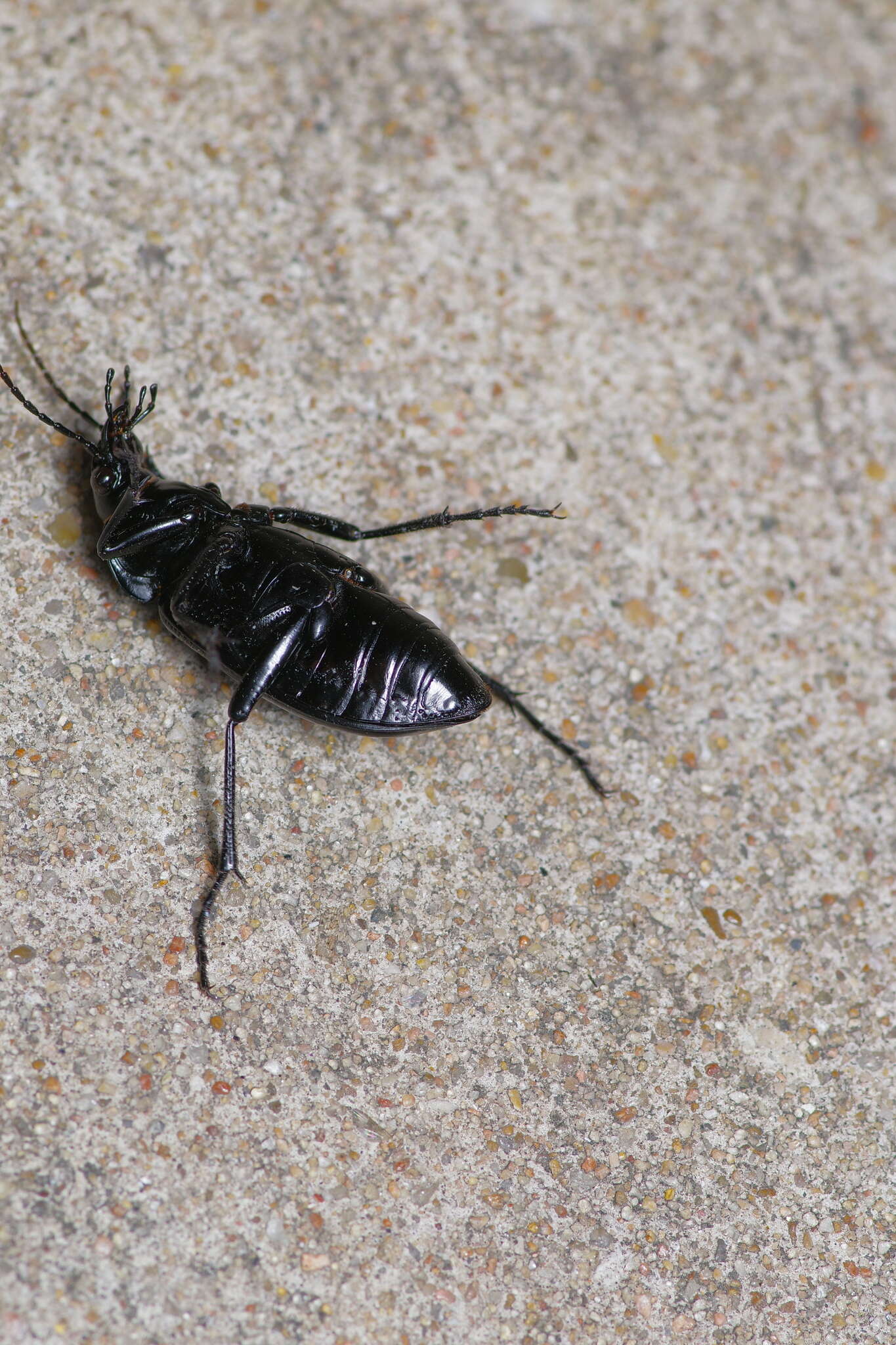 صورة Calosoma (Callitropa) macrum Le Conte 1853