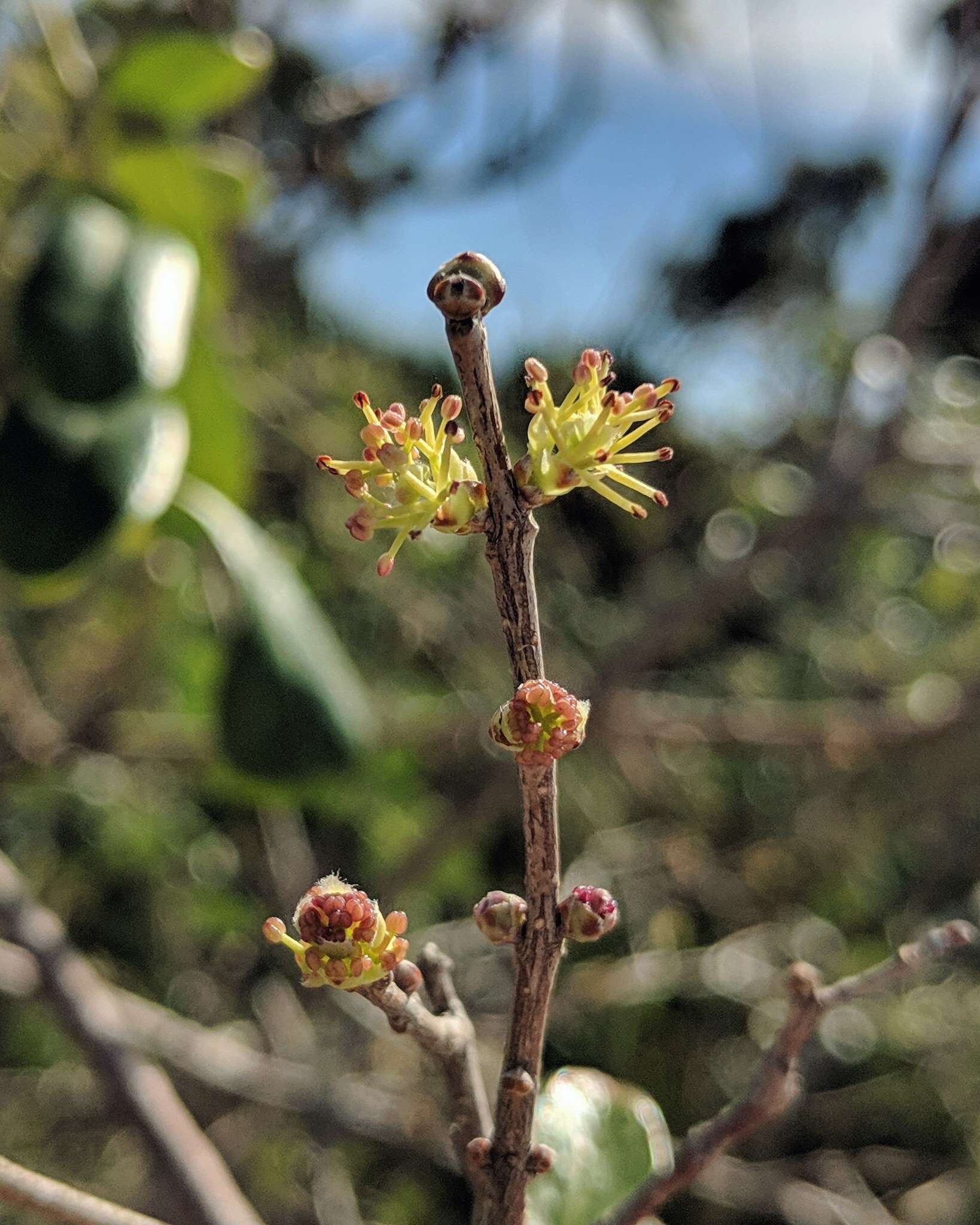 Image of Florida swampprivet