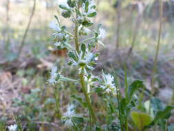 Image of rampion mignonette