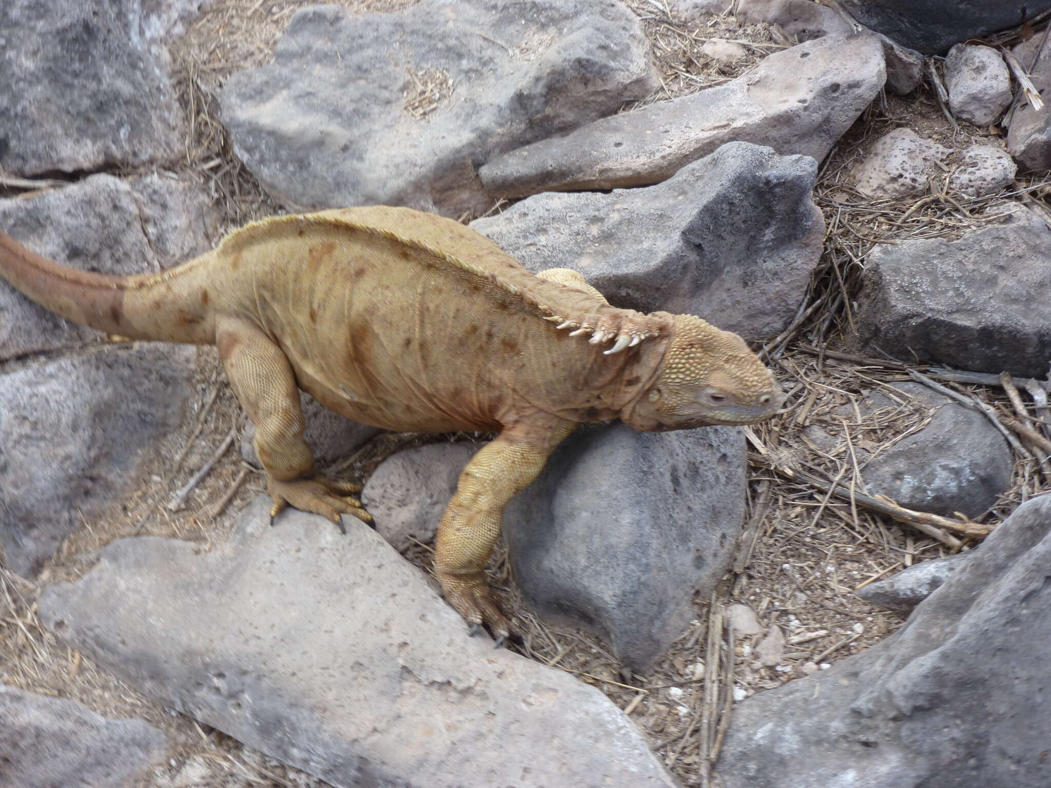 Image de Iguane terrestre de l'île Santa Fe