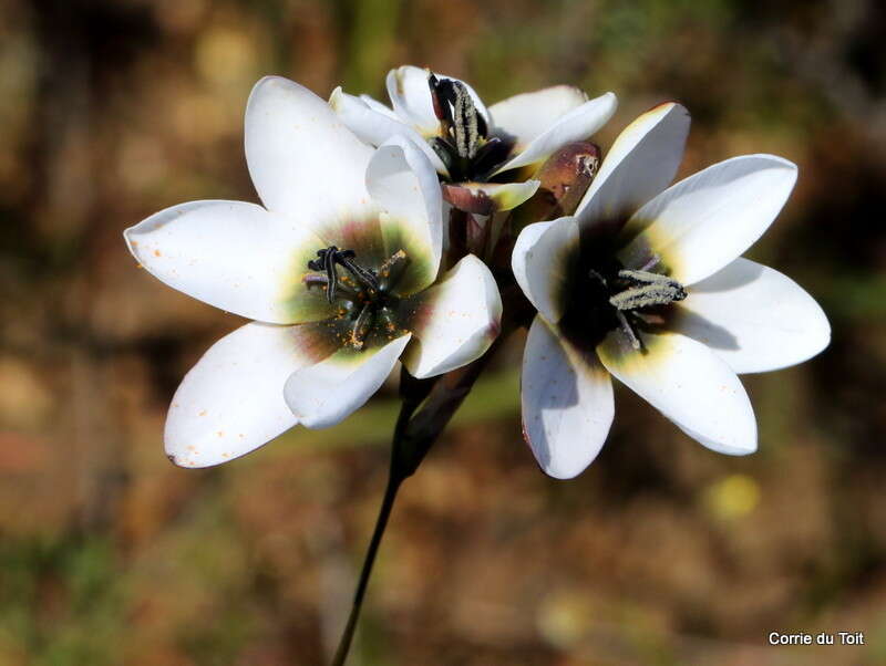 Image of Ixia versicolor G. J. Lewis