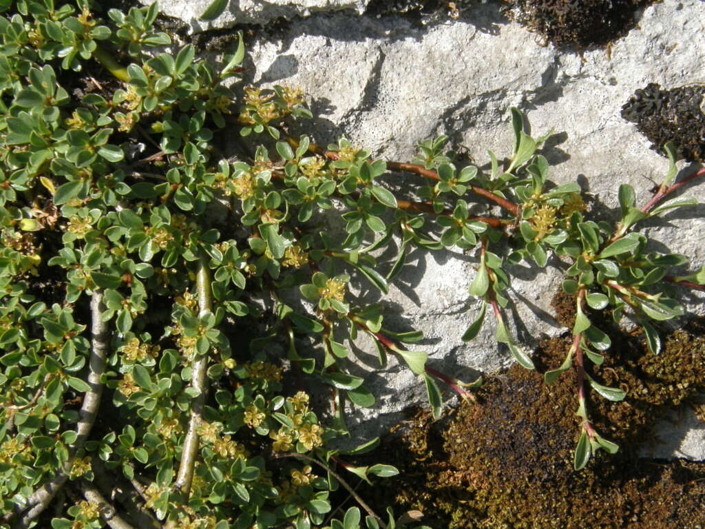 Image of Blunt-leaved Willow