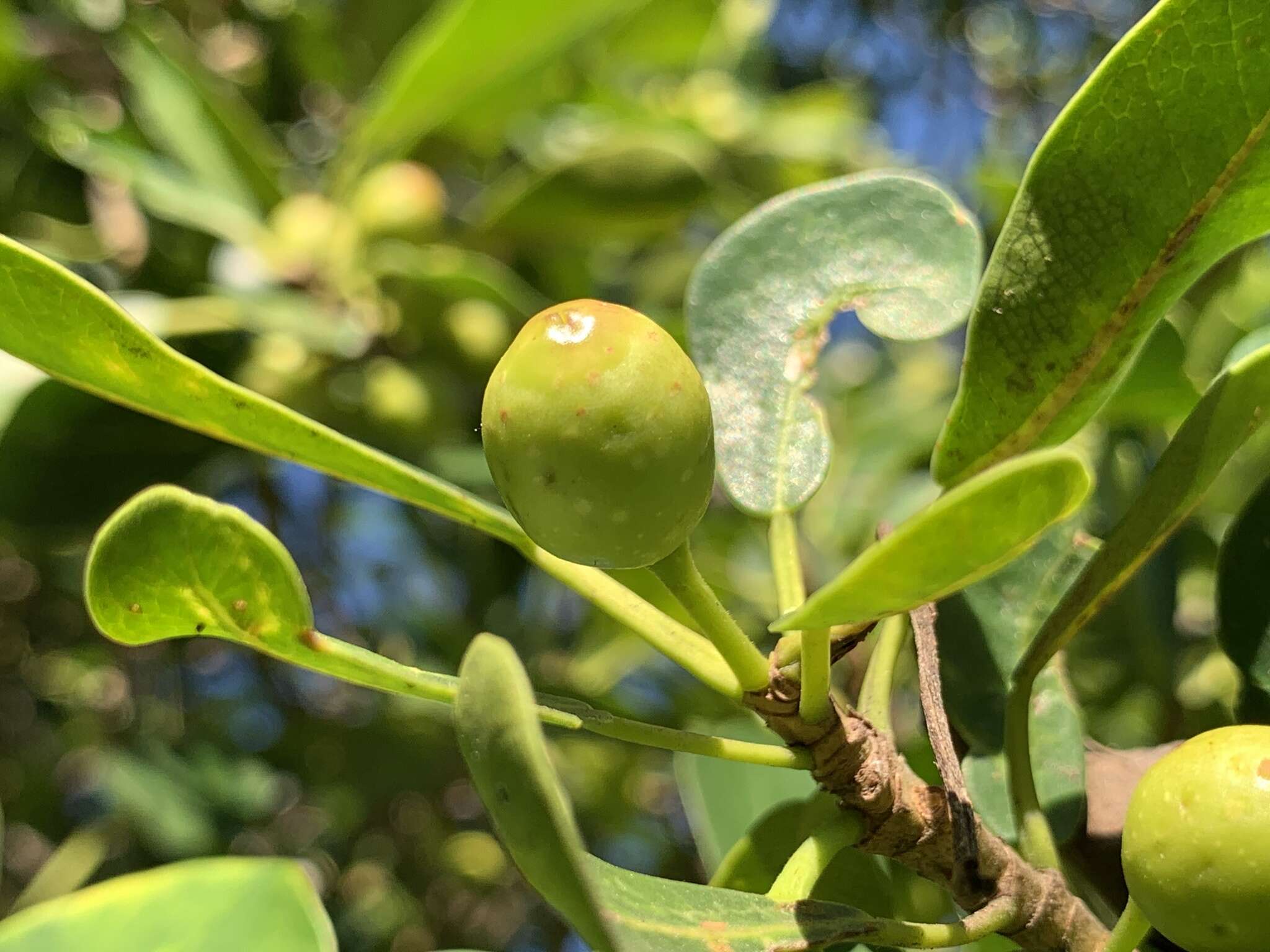 Ficus natalensis subsp. natalensis的圖片