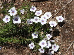 Image of Nierembergia linariifolia R. Grah.