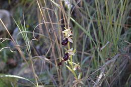 Image of Ophrys ferrum-equinum subsp. gottfriediana (Renz) E. Nelson