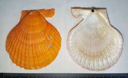 Image of noble scallop