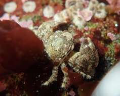 Image of thickclaw porcelain crab