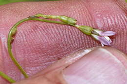 صورة Wahlenbergia cernua (Thunb.) A. DC.