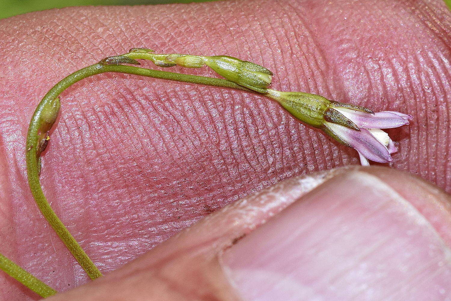 صورة Wahlenbergia cernua (Thunb.) A. DC.