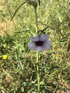 Image of Sesamum triphyllum var. triphyllum