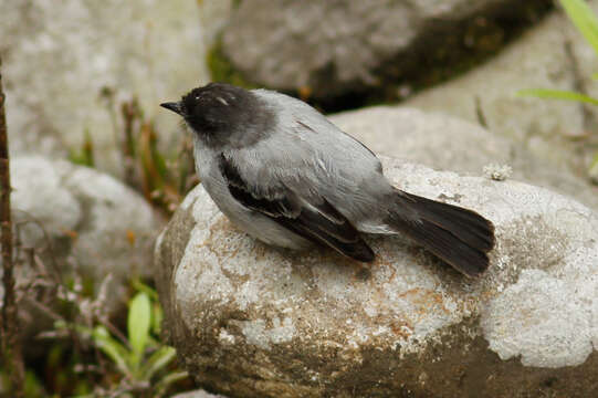 Image of Torrent Tyrannulet