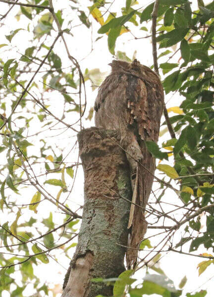 Image of Long-tailed Potoo