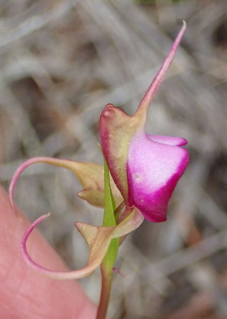 Image of Disperis capensis var. capensis