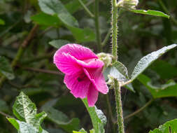 Image of Hibiscus diversifolius subsp. rivularis (Brem. & Oberm.) Exell