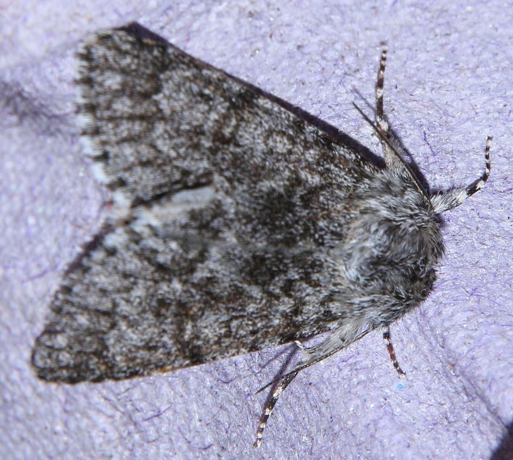 Image of sweet gale moth