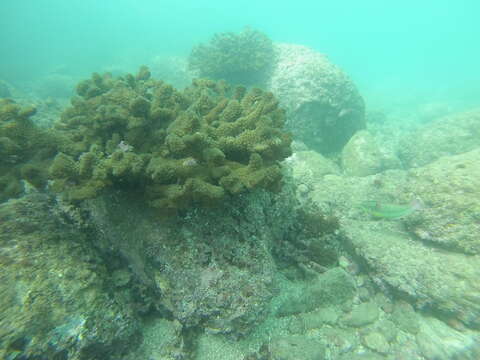 Image of Wounded wrasse