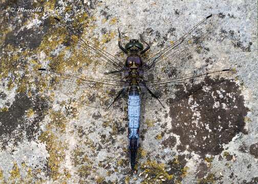 Image of Black-tailed Skimmer