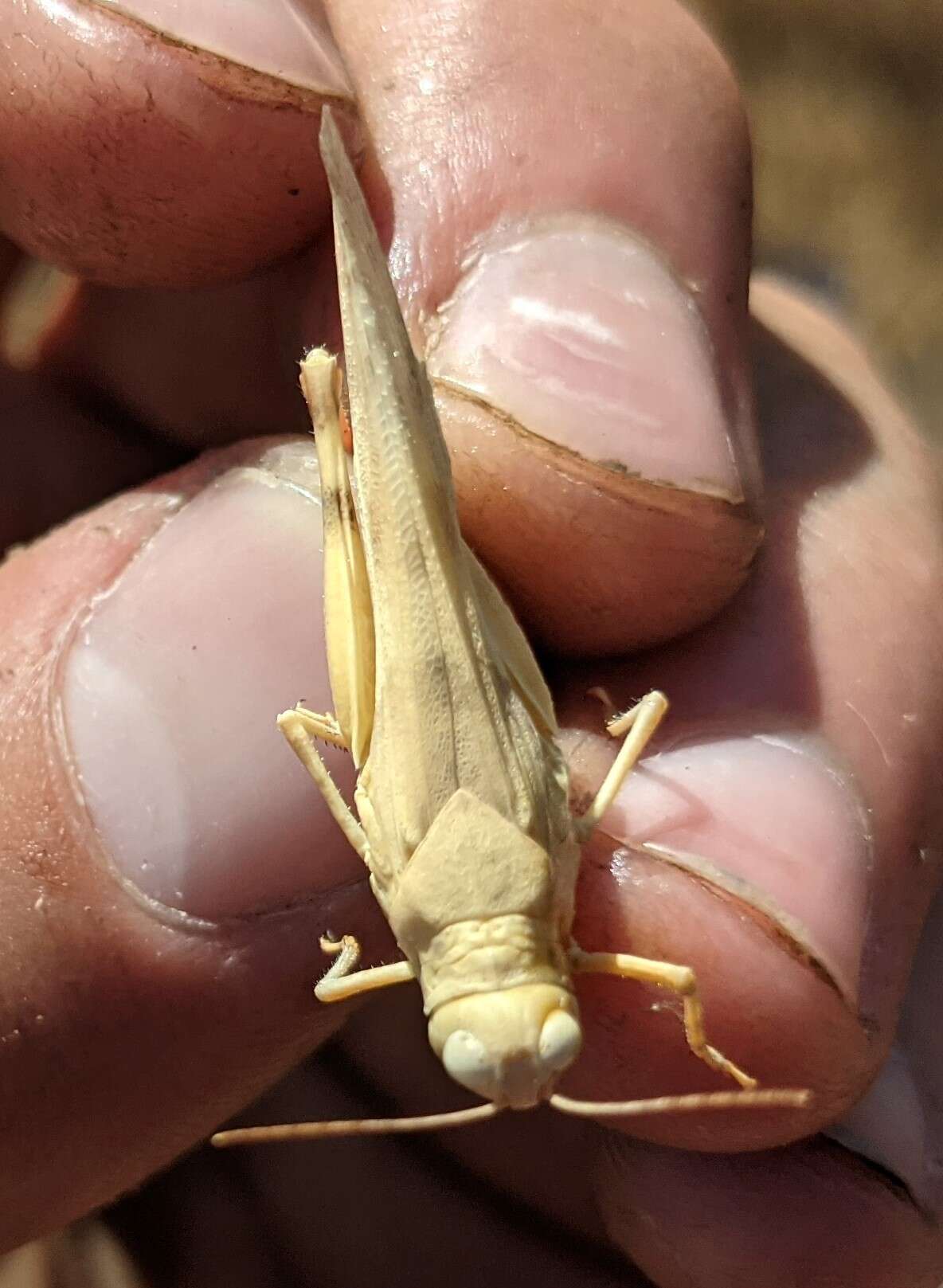 Trimerotropis titusi Caudell 1905 resmi