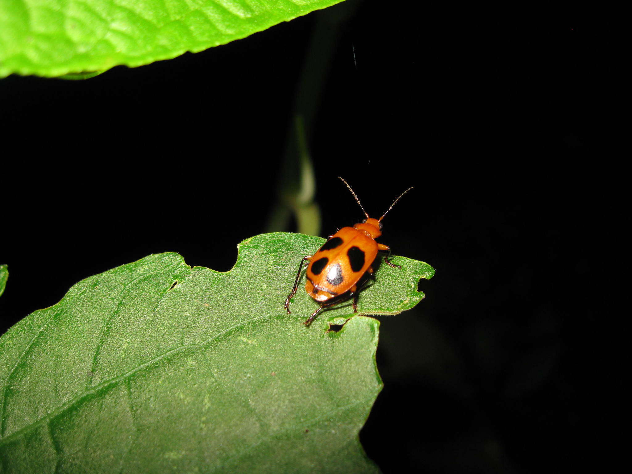 Image of Lebia (Chelonodema) quadrinotata Chevrolat 1835