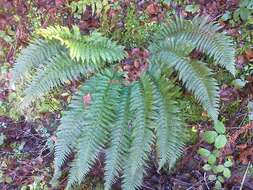 Imagem de Polystichum aculeatum (L.) Roth