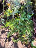 Image of Polystichum multifidum (Mett.) Moore