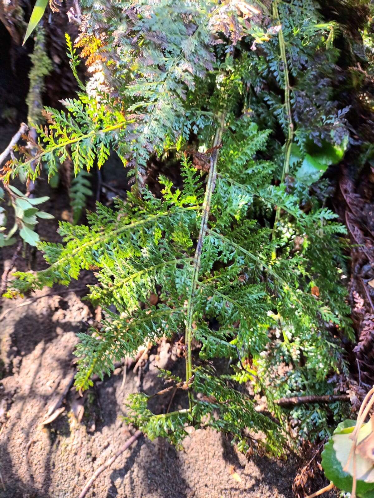 Image of Polystichum multifidum (Mett.) Moore