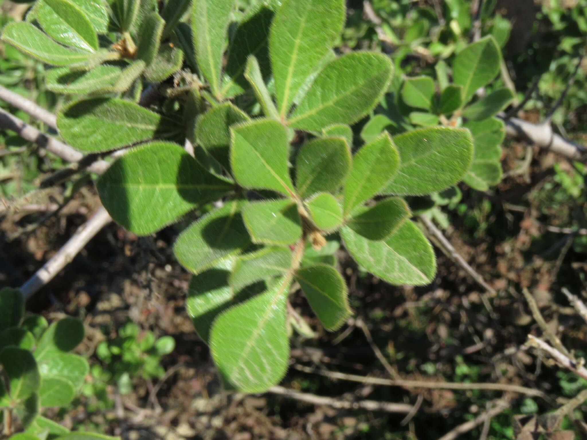 Слика од Searsia laevigata (L.) F. A. Barkley