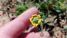 Osteospermum spathulatum (DC.) Norlindh的圖片