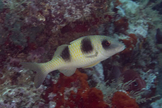 Image of Double-banded goatfish