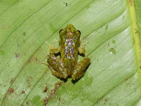 Image of Pristimantis museosus (Ibáñez, Jaramillo & Arosemena 1994)