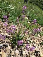 Image of Hesperis thyrsoidea Boiss.