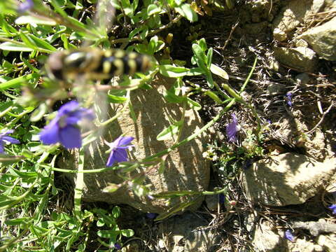 Veronica fruticans Jacq. resmi