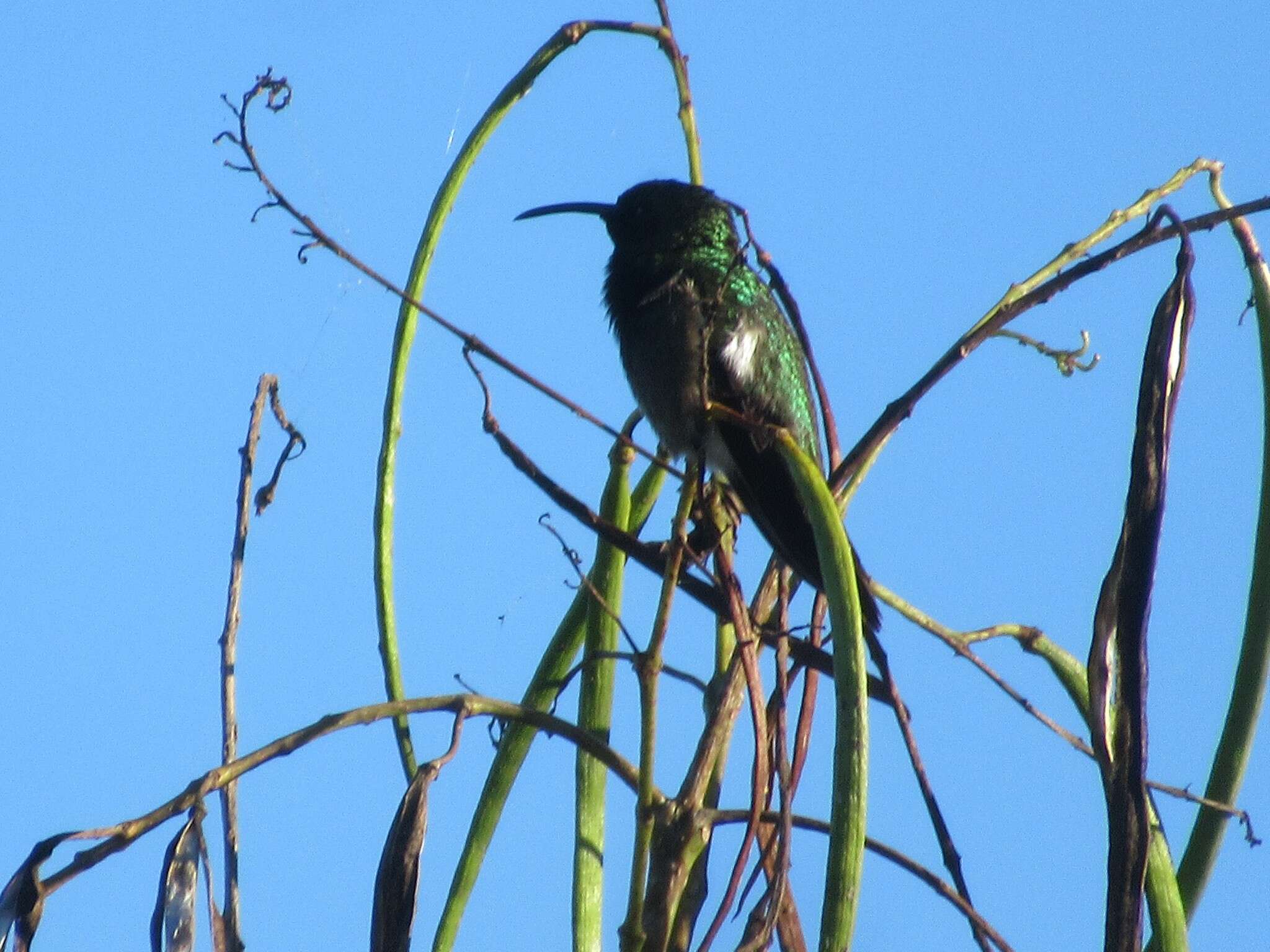 Plancia ëd Anthracothorax aurulentus (Audebert & Vieillot 1801)