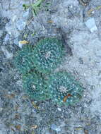 Image of Mammillaria roseoalba Boed.