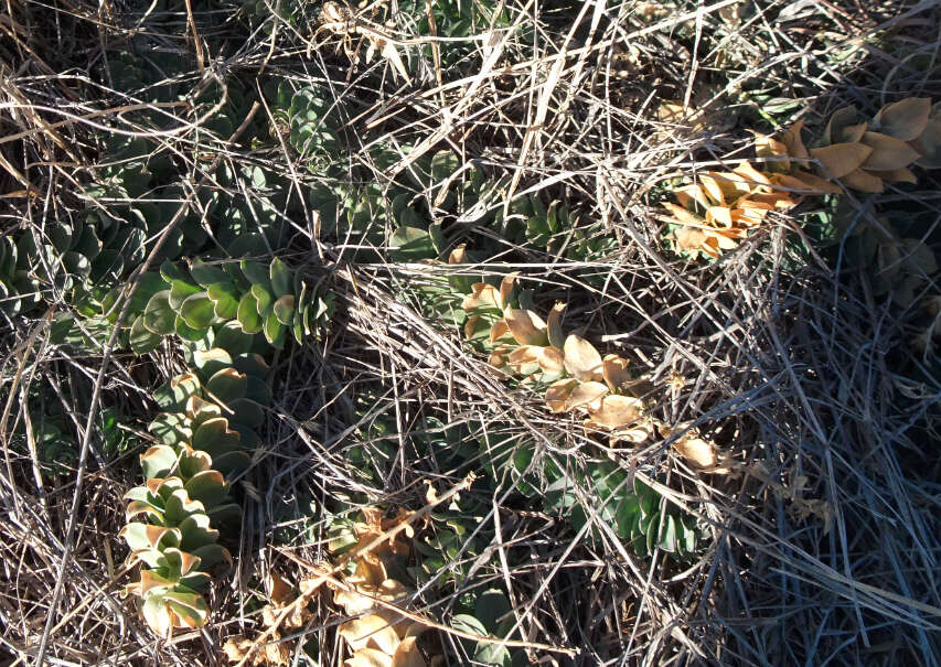 Plancia ëd Linaria dalmatica subsp. dalmatica