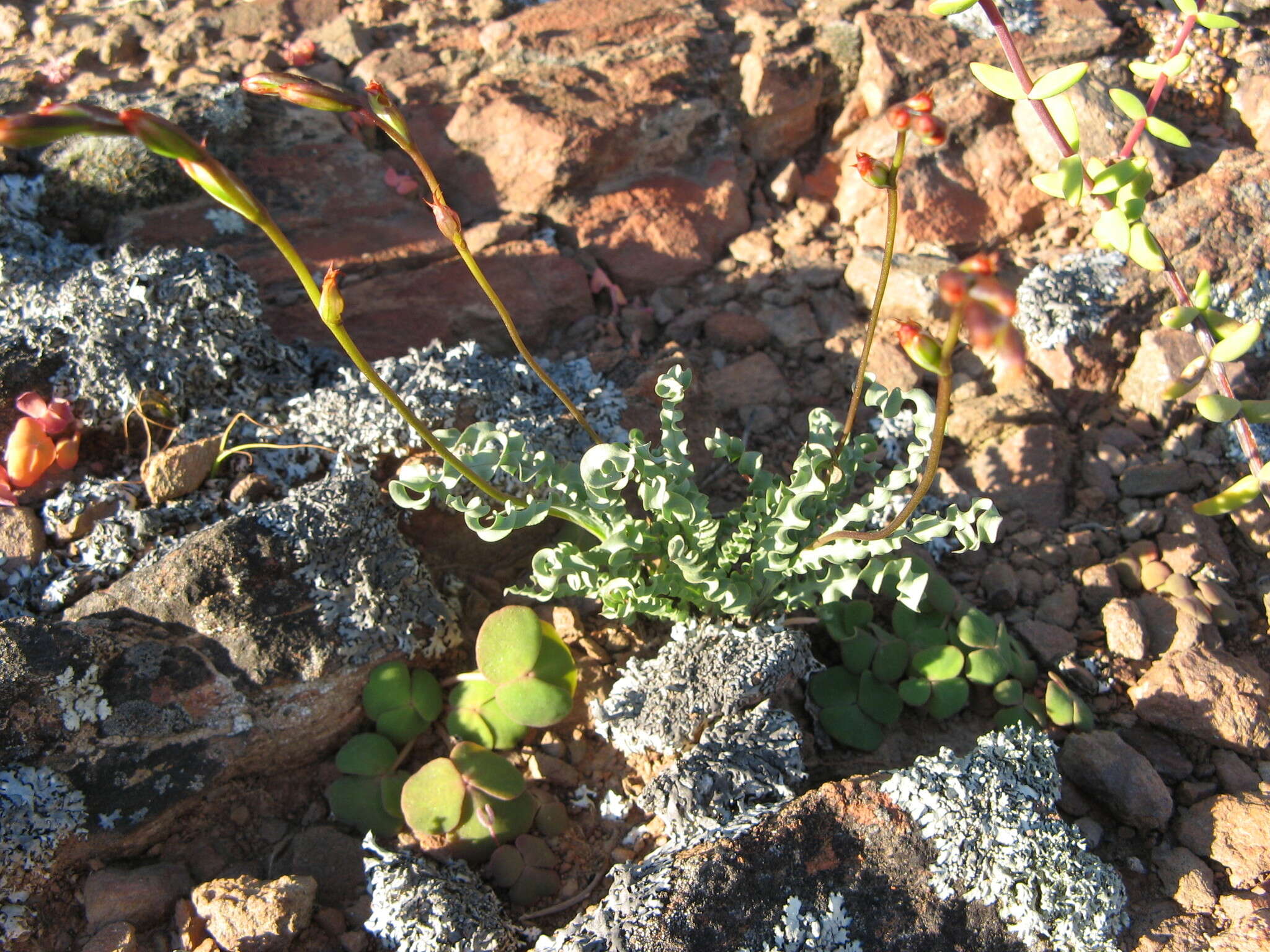 Image of Tritonia securigera subsp. watermeyeri (L. Bolus) J. C. Manning & Goldblatt