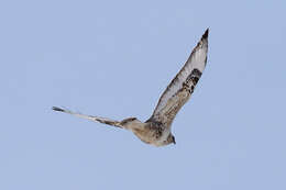 Image of Buteo lagopus sanctijohannis (Gmelin & JF 1788)