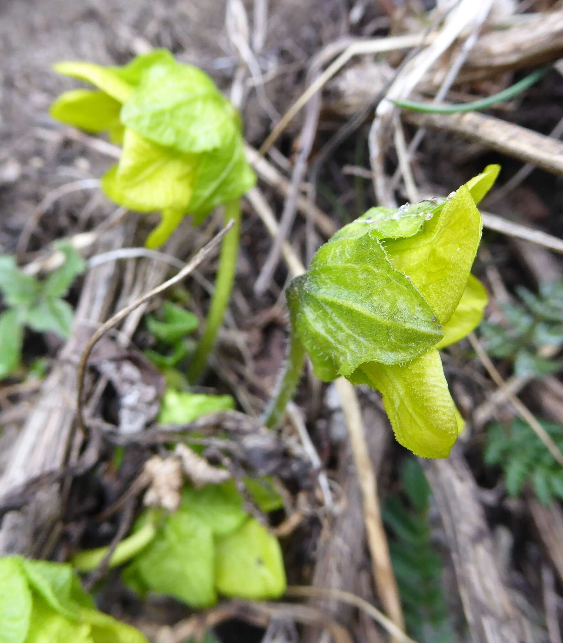 Image of Mandragora caulescens C. B. Cl.